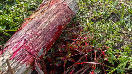 Blood stained banana trunk used after livestock sacrifice processing on grassy ground outdoors. Suitable for editorial publication, cultural documentation, agriculture education, and news content.