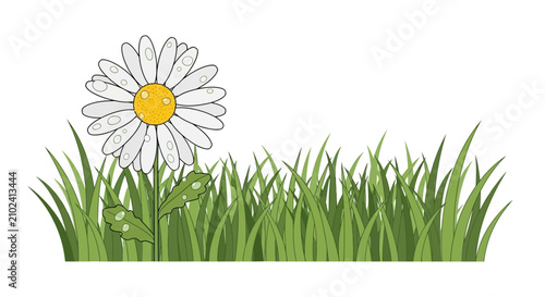 Bild auf Leinwand Single white daisy with morning dew in green grass