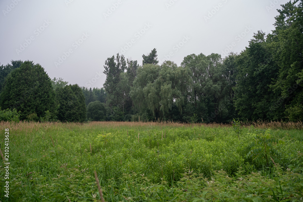 Fototapeta premium Landscape with mature trees at University of Guelph Arboretum.
