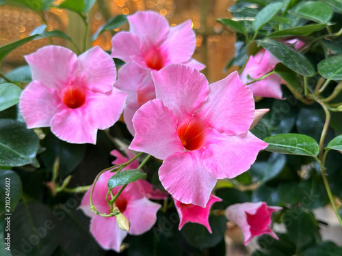 Mandevilla sanderi dipladenia pink flowers.
