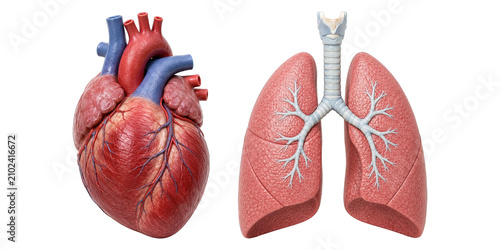 Human Heart and Lungs Anatomical Models Isolated on Transparent Background generative ai