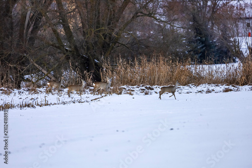 Konstfotografi Four deer cautiously walk across a snowy field near a winter forest