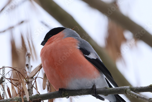 Canvastavla Male bullfinch perched on a branch in winter with soft focus background