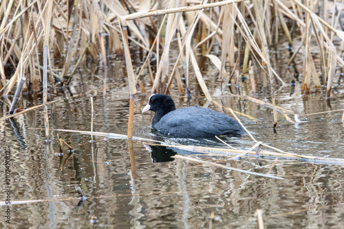 Foto Black coot bird with white forehead swims in calm water among reeds