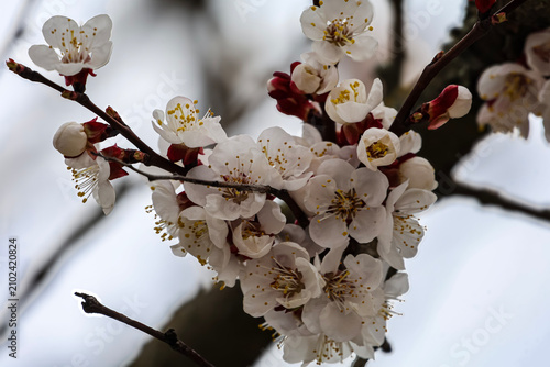 Quadro su tela Delicate white apricot blossoms burst forth on a dark branch against a soft sky