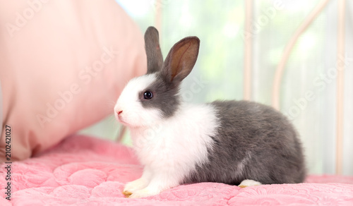Lovely bunny easter rabbit relaxing in living room with flowers garden background. Fluffy baby rabbit, lovely mammal with colourful easter eggs. Animal easter symbol concept.