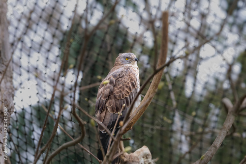 Foto A majestic hawk with piercing yellow eyes perches on a branch in its natural hab