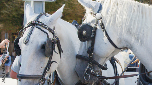 Картината върху платно Close-up of Two White Carriage Horses in Harness in Prague
