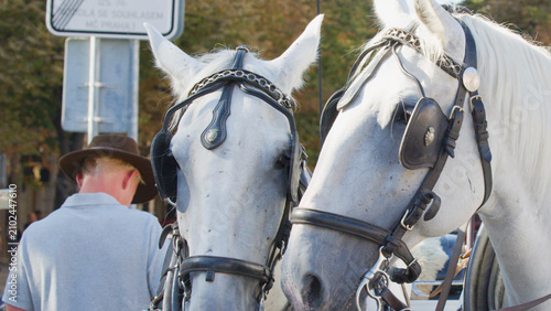 Εκτύπωση καμβά Close-up of Two White Carriage Horses with Handler in Prague