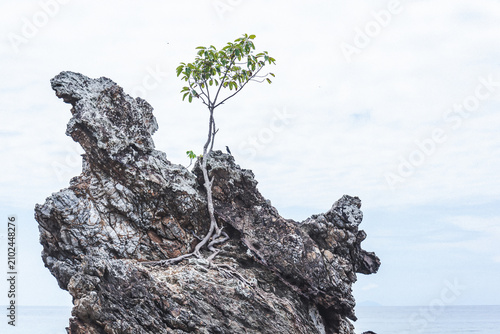 Concept of resilience and survival with a small lonely tree growing out of a sharp cliff rock over the sea against a overcast sky.
