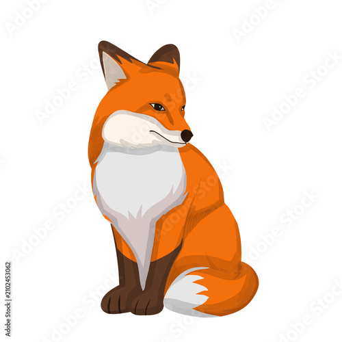 Wild sly red fox with fluffy orange and white fur, perfect for wildlife or naturethemed designs needing a cunning touch.