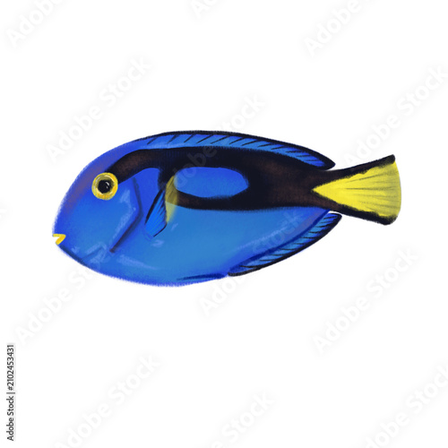 Картината върху платно Blue tang fish Chalk Style Digital Art Isolated on Transparent Background PNG