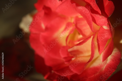 Abstract Floral rose background closeup. Roses petals blurred wallpaper.