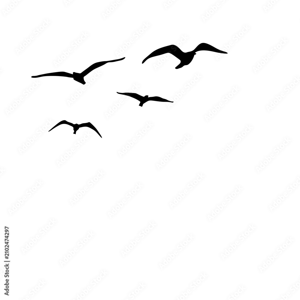 Obraz premium Various Flying Bird Silhouette Graphic Elements.ai