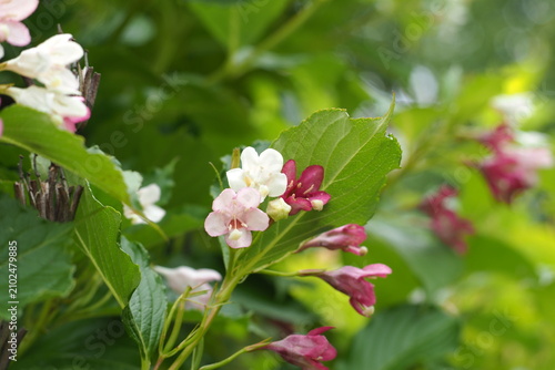Foto 花　植物　公園　　flowers　 plants
