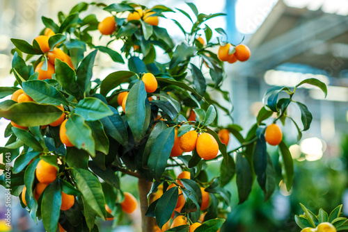Foto Kumquat Citrus Tree with Many Ripe Orange Fruits and Glossy Green Leaves in Pot
