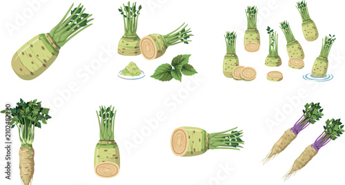Cuadro en lienzo Fresh Wasabi and Horseradish Root Vector Set Featuring Whole Stalks, Slices, Gra