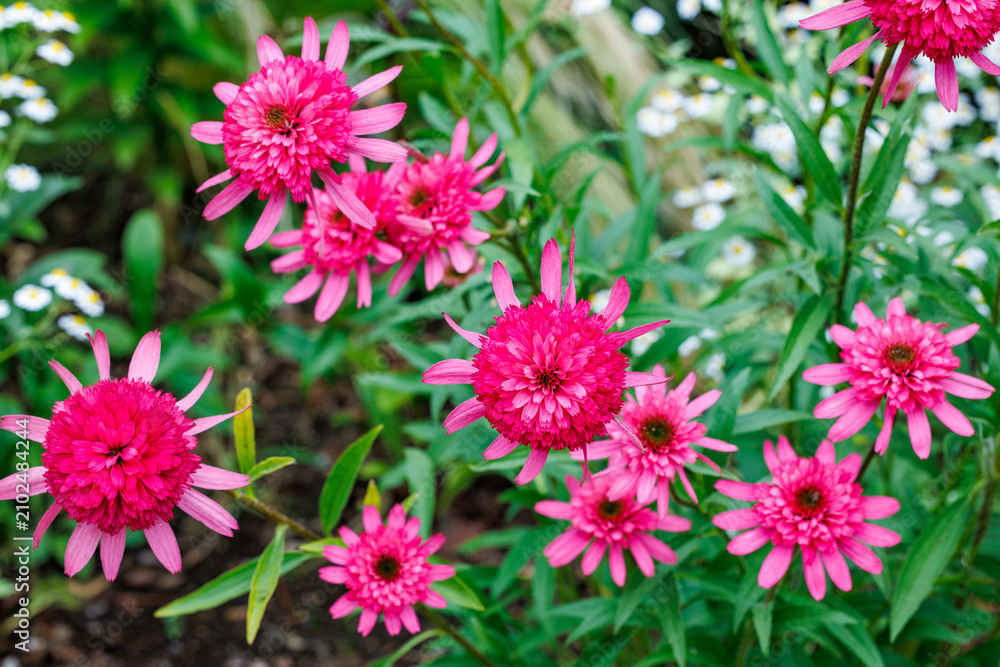Fototapeta premium Double pink echinacea flowers blooming vigorously in the summer garden.