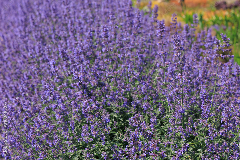 Fototapeta premium Nepeta dropmore blooms in a garden during daylight capturing the beauty of nature in vibrant colors