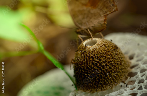 Obraz na płótnie Selective focus on bamboo mushroom (Dictyophora indusiata) in the forest