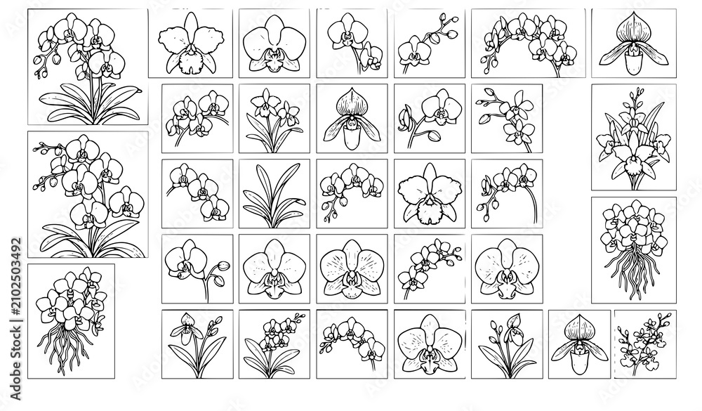 Fototapeta premium 30 Modern Black and White Orchid Botanical Line Art Vector Set
