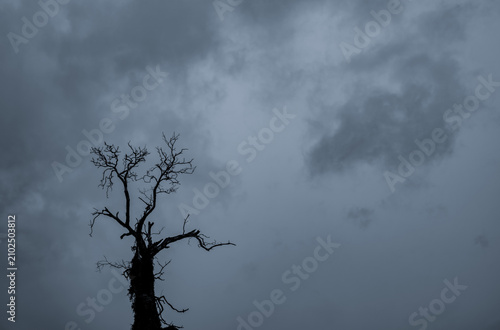 Valokuva Silhouette dead tree and branch on grey sky background