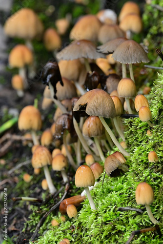 Mushrooms in Alaska's boreal forest.