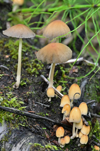 Mushrooms in Alaska's boreal forest.