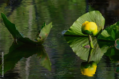 A yellow pond lily (Nuphar polysepala) growing in a remote Alaska pond.