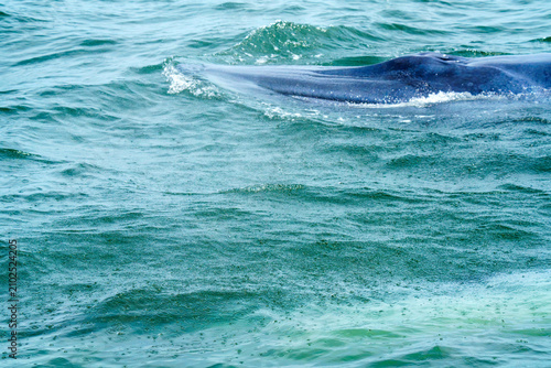 Fotografija Detailed close-up shot of a massive whale surfacing in the ocean