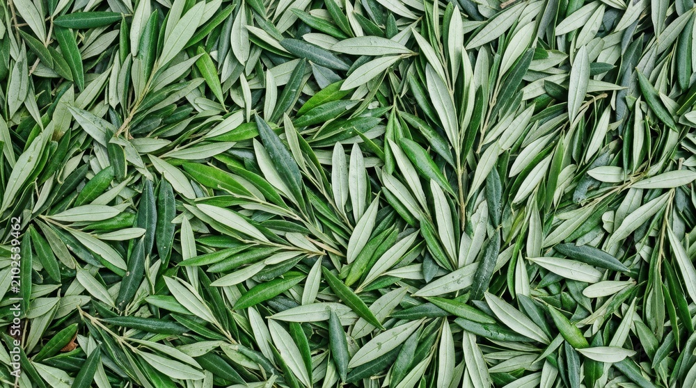 Fototapeta premium Dense green and white variegated foliage background texture.