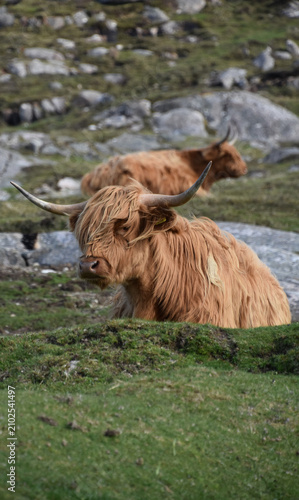 Canvastavla Shaggy Red Highland Cattle Grazing in Scottish Western Isles