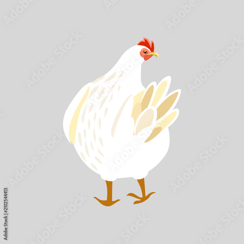 Cute white hen, isolated farm chicken character for Easter design and rustic decor