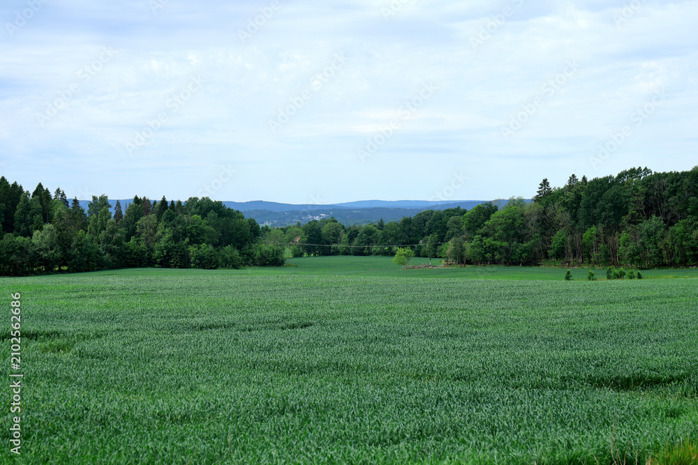 Fototapeta premium Green field