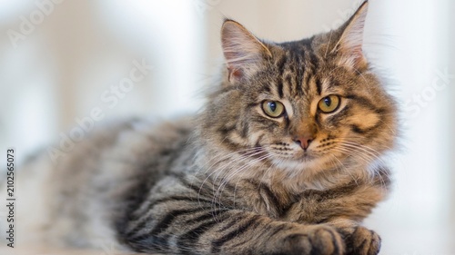 Quadro su tela Maine Coon cat with long fur and tabby markings, majestic domestic longhair cat