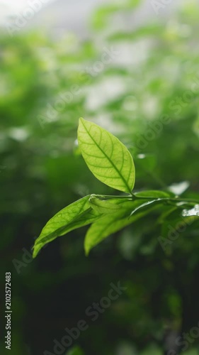 Fresh green leaves with water droplets after rain.