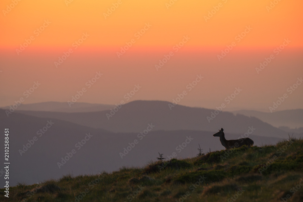 Fototapeta premium zwierzęta, przyroda, natura, krajobraz, góry, wschód słońca. dzikie zwierzęta