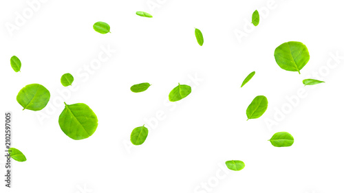 Fotografie Eucalyptus Leaves Open Airy Composition 3D Render