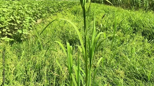 Lush green grass and wild cereal plants growing naturally in a sunlit field