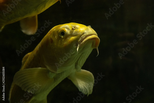 Close up portrait of a golden koi carp swimming underwater in an aquarium with dark background.