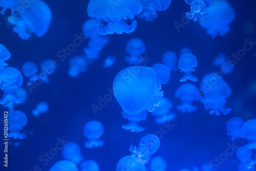 Moon jellyfish with transparent rounded bells move gently through intensely blue aquarium water.