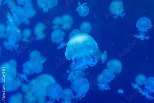 Large Moon Jellyfish Swimming Among Numerous Companions Inside a Blue Aquarium