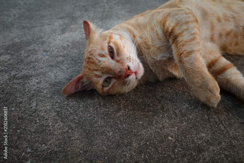 Cute ginger cat lying down on a concrete ground, looking at the camera with relaxed expression.