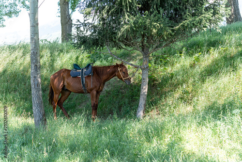 Foto A chestnut brown horse is tied to a tree trunk in the shade during a hot summer day, with many flies buzzing around and biting its face, especially near the eyes and chest area