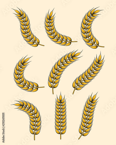 Illustration of a rice or wheat stalk element for emblem