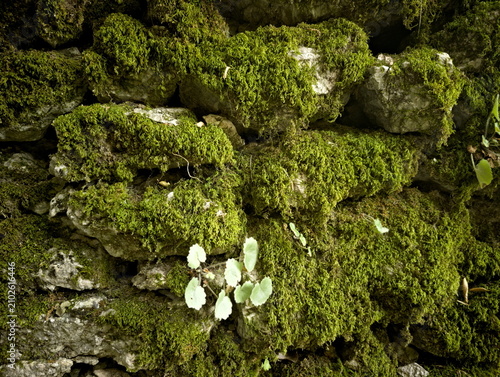 Canvastavla Texture di muro in pietra con muschio verde fitto, dettagli naturali ad alta def