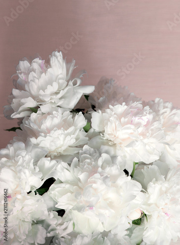 Big white aromatic peony flowers