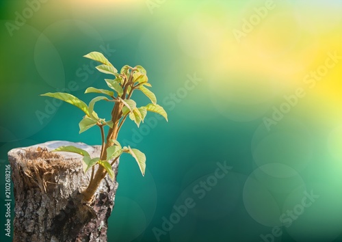 green tree in the morning