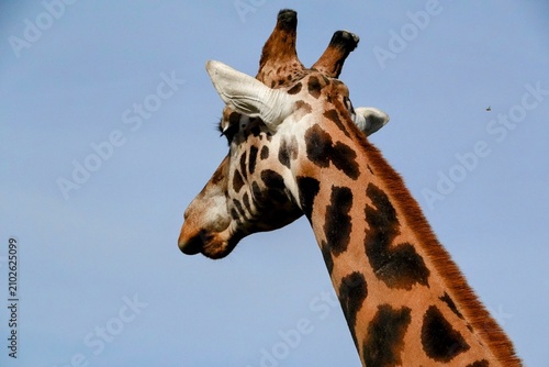 Photography portrait of a giraffe