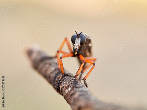 Dasypogon Robber Flies (Family Asilidae)